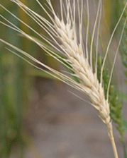 Wheat damage