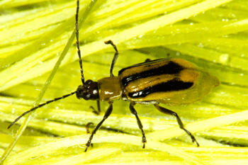 Corn rootworm beetle