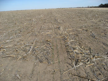Winter wheat in Lincoln County, March 2013