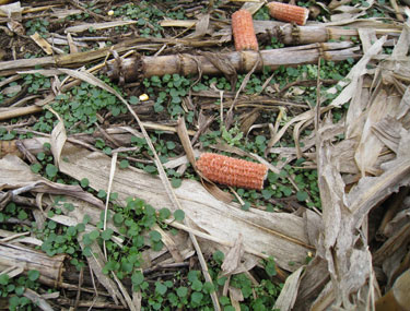 Photo - Winter annuals in corn residue