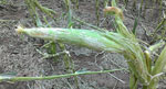 hail damaged corn ear