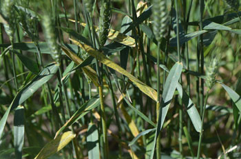 wheat disease