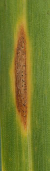 Figure 3. Seproria tritici blotch. 