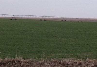 Winter wheat in Thayer County, Nebraska