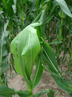 Onion leafing in corn