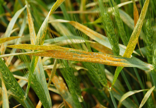 Photo - Stripe rust in wheat - high severity