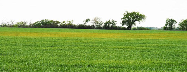 Photo Stripe Rust in wheat