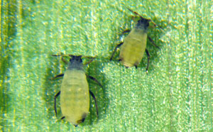 Corn leaf aphid in corn