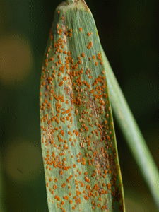 Leaf rust