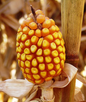 Photo: Arrested Ear Development in Corn