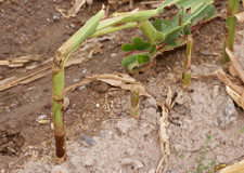 Grasshopper damage