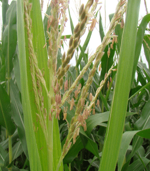 Pollen shed in corn