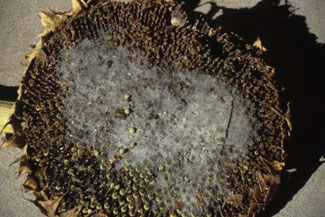 Rhizopus head rot of sunflower