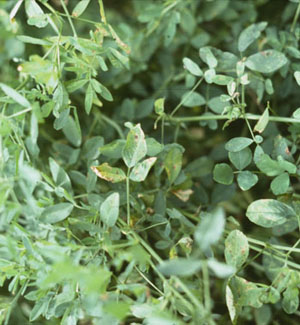 Photo - Alfalfa disease