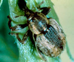 Alfalfa weevil adult