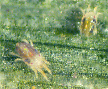 banks grass mite