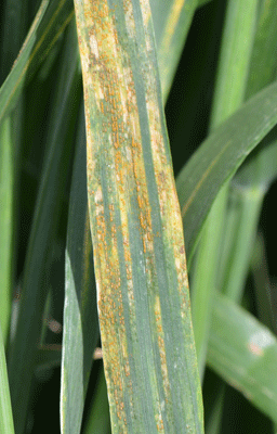 Photo - Stripe rust in wheat