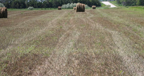 alfalfa weevil damage
