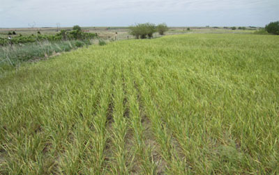 wheat streak mosaic in wheat field