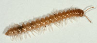 Garden millipede