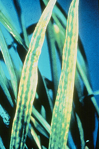 Magnesium deficiency shown in wheat