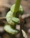 alfalfa weevil larvae