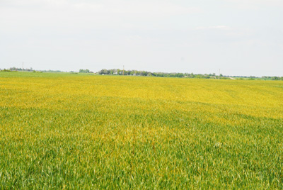 Photo - Wheat field with severe stripe rust