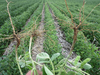 Soybean roots with no nodulation
