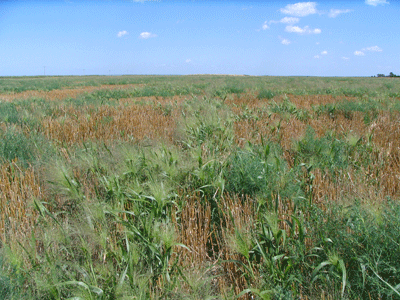 Weeds in post-harvest wheat