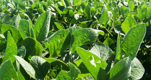 Photo: Soybean Field