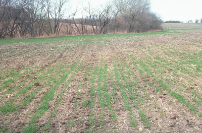 Wheat damaged by root and crown rot diseases