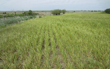 Field devastated by wheat streak mosaic virus