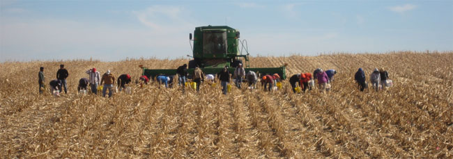 Hand harvesting downed corn in western Nebraska