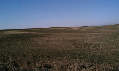 Winter wheat field in Clay County, November 2011
