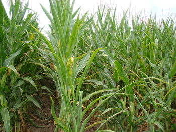 Stressed corn field