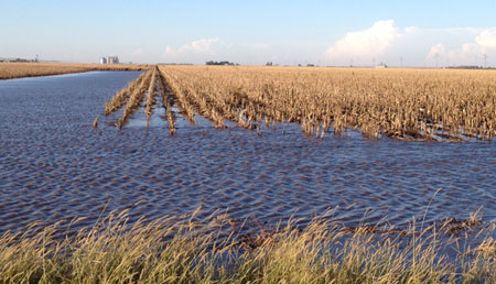 Flooded corn field, 10-4-13