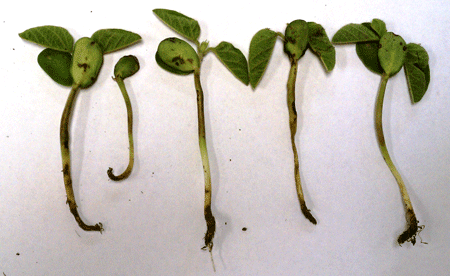 Photo: Soybean seedling disease