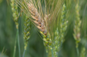 Field of wheat with scab