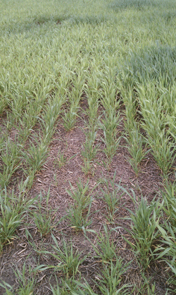 Yellow wheat stands likely due to nutrient deficiency