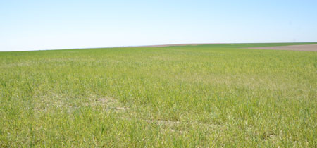 Wheat streak mosaic in wheat in western Nebraska
