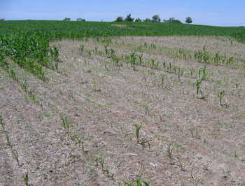 Severe nematode damage in corn