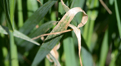 Wheat foliar damage