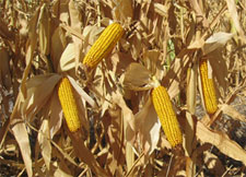 Skip row corn, Keith County
