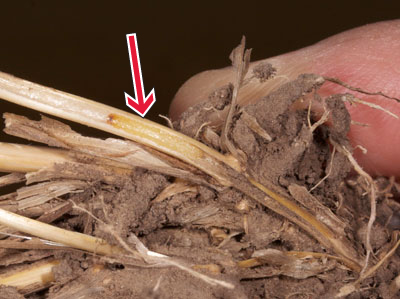 Wheat stem sawfly feeding in a wheat stem