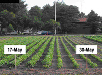 Photo - Soybean plantings