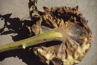 Rhizopus head rot of sunflower