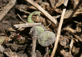 alfalfa weevil pupae
