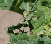 Grasshopper and damage