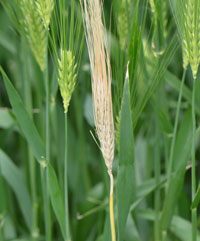 Fusarium head blight in barley