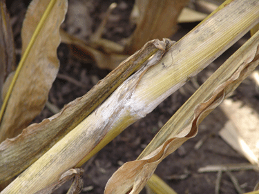 Photo: Fusarium stalk rot